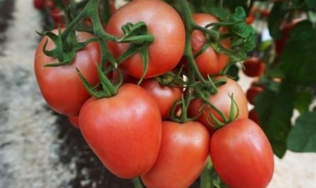 Вкусные и необычные сорта томатов, которые мы будем сажать в 2021. По результатам собрания клуба садоводов – огородников