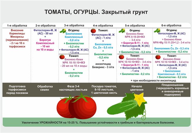 Сроки посадки и особенности ухода