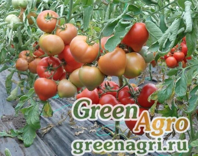 Томаты Вольверин F1: описание и характеристика сорта, фото куста, отзывы об урожайности помидоров