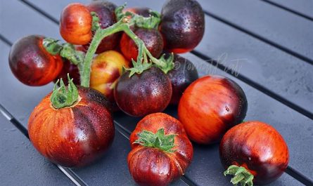 Характеристика и описание сортов томатов серии Гном томатный, его урожайность