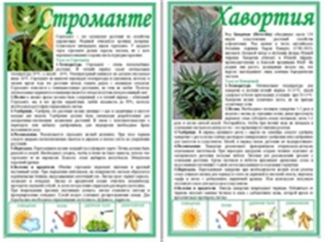 Про цветы - горшечные, садовые, кактусы, уход, советы, пересадка