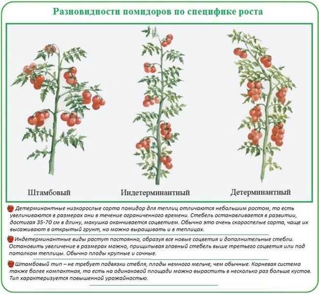 Какой лучше: детерминантный или индетерминантный?