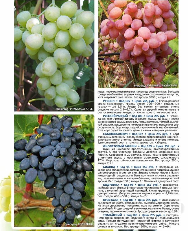 Виноград ярко-синий "Августа" (винный сорт, средний срок созревания)
