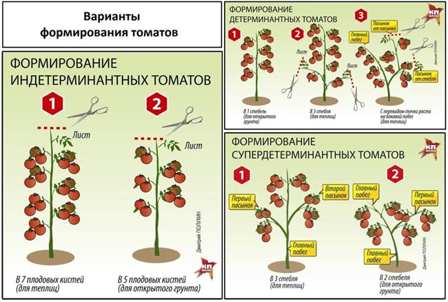 Особенности выращивания, посадка и уход