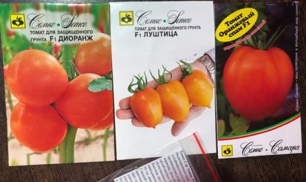 Признанный и всеми любимый — томат Диоранж F1: описание помидоров и особенности их выращивания