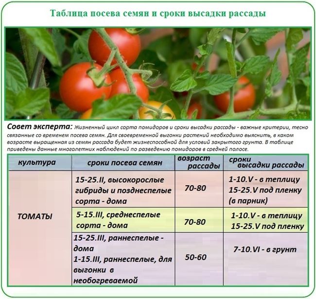 Посев семян и уход за рассадой