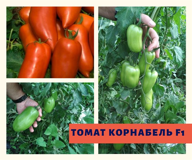 Дальнейший уход за томатом Корнабель