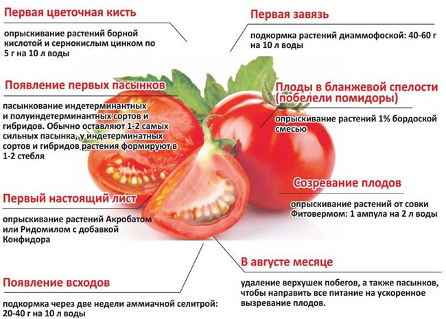 Советы по посеву и уходу за рассадой