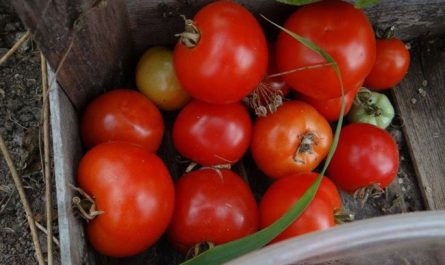 Железная леди: описание сорта томата, характеристики помидоров, посев