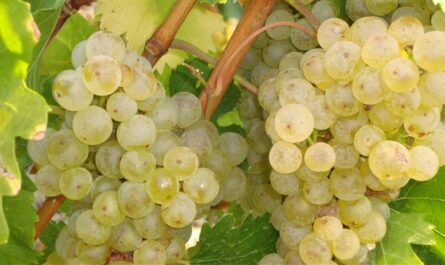 Виноград Алиготе- технический сорт, прекрасен для изготовления белого столового вина