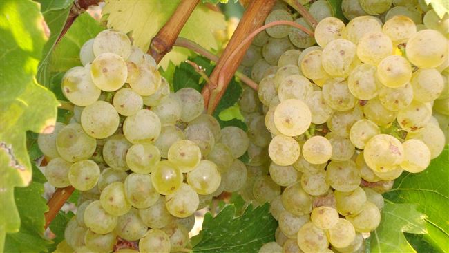 Виноград Алиготе- технический сорт, прекрасен для изготовления белого столового вина