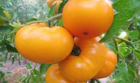 Сюрприз любителям помидоров — томат Мармелад желтый: описание сорта и особенности выращивания