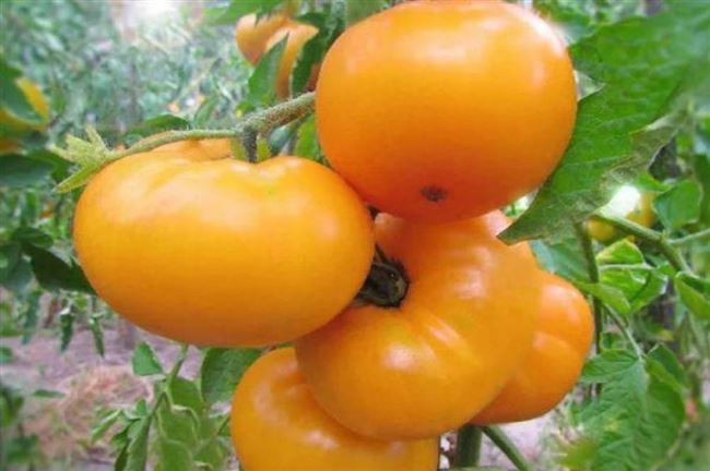 Сюрприз любителям помидоров — томат Мармелад желтый: описание сорта и особенности выращивания