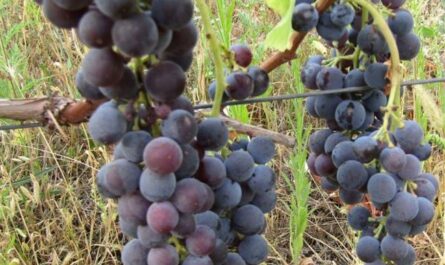 Саженцы технического винограда Альминский