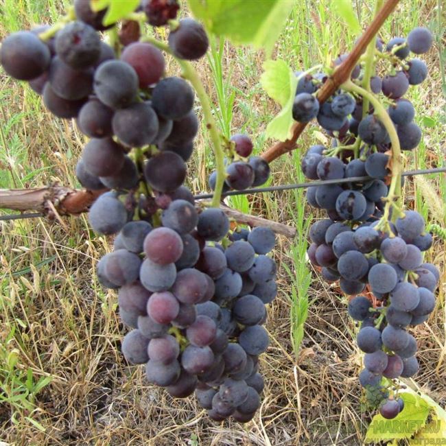 Саженцы технического винограда Альминский