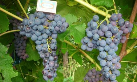 Амурский прорыв - сорт зимостойкого винограда