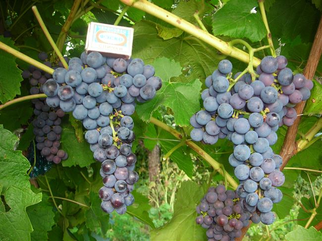 Амурский прорыв - сорт зимостойкого винограда