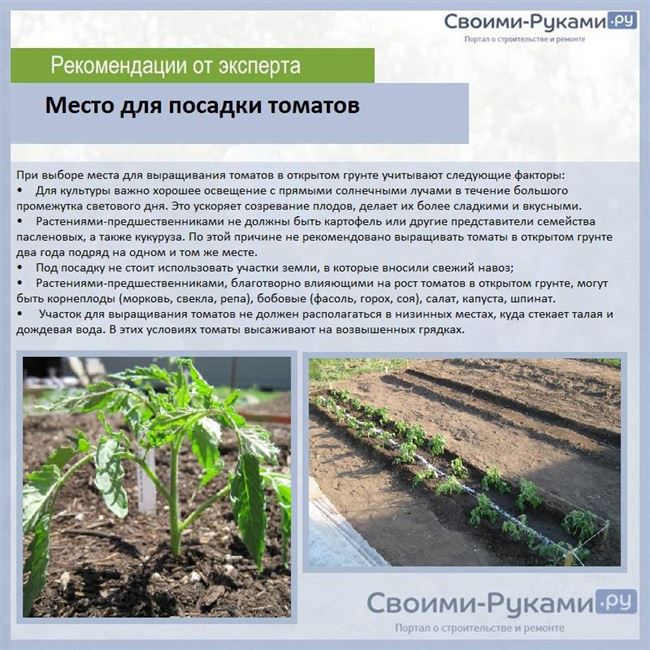 Высадка рассады в грунт