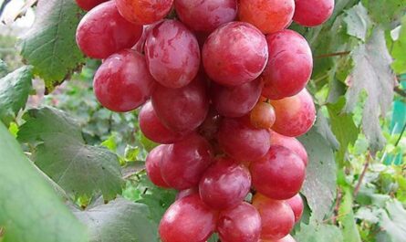 Уникальные особенности сорта розового винограда Анюта