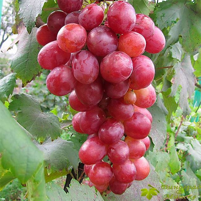 Уникальные особенности сорта розового винограда Анюта