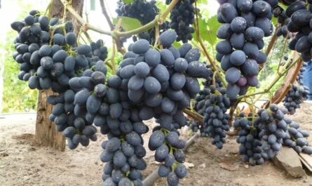 Виноград Чарли: описание сорта, характеристики