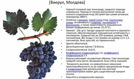 Виноград Бархатный
