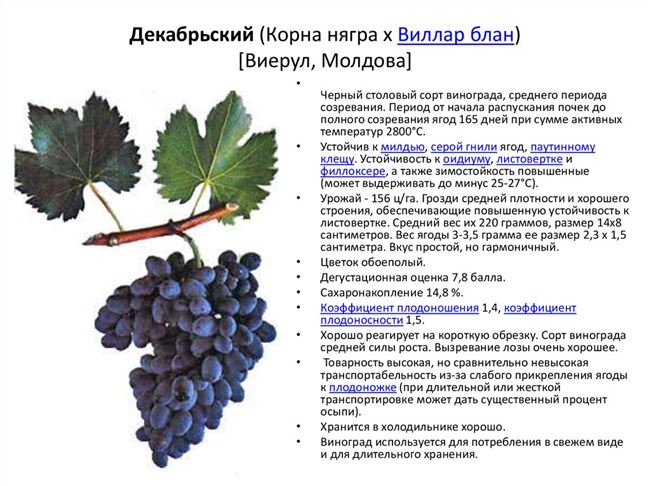 Виноград Бархатный