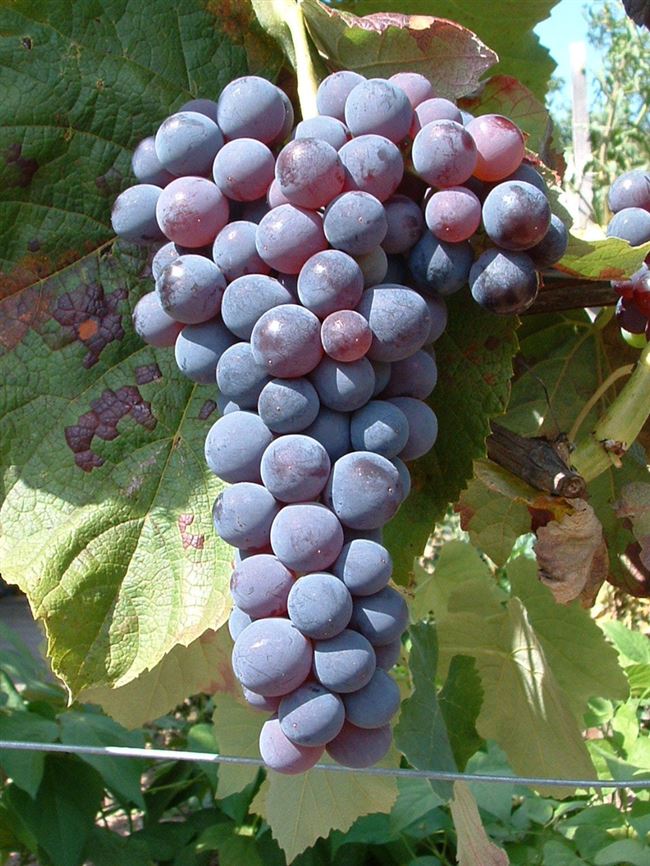 Виноград — Башкирский