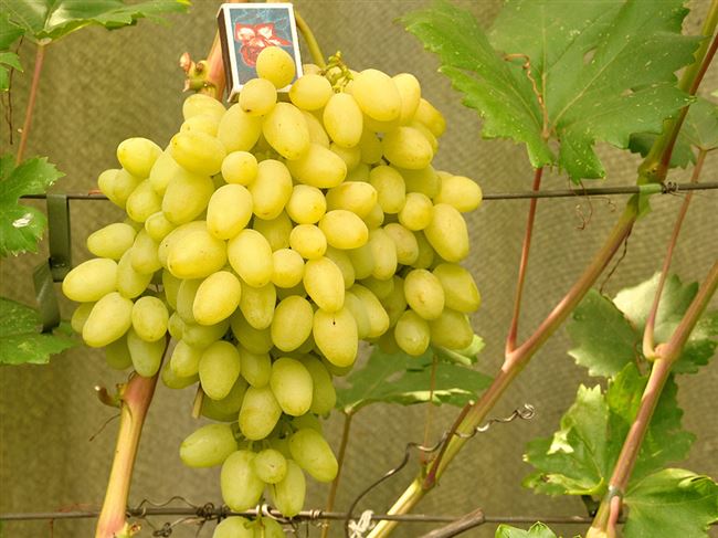 Перспективные, крупноплодные, ранние сорта винограда: 20 новых сортов с фото