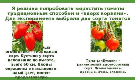 Помидоры «Огородник»: описание, агротехника выращивания