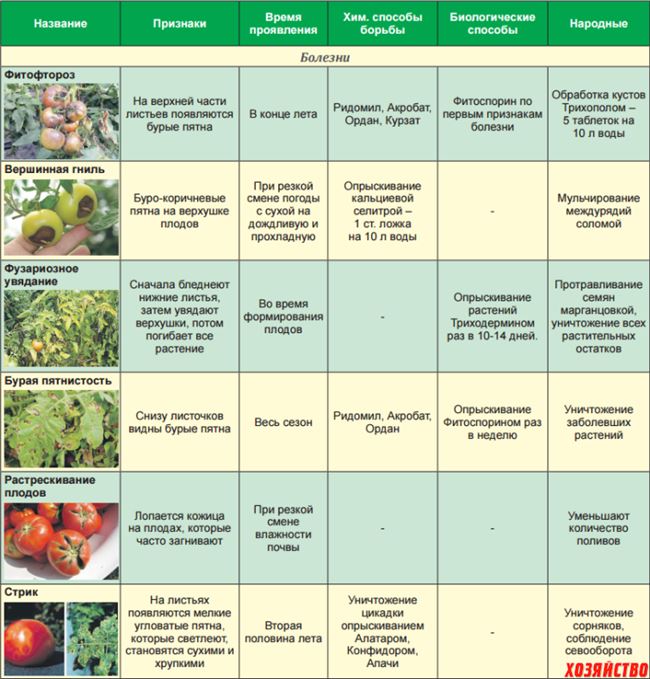 Болезни и вредители томата