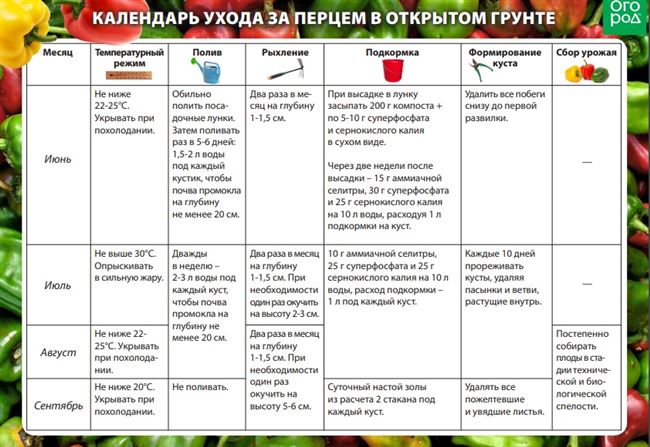 Рекомендации по поливу и подкормке томатов 