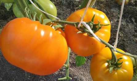 Томат урожайный Оранжевый спам F1: детальное описание, особенности, отзывы