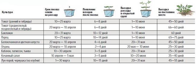 Посев семян на рассаду