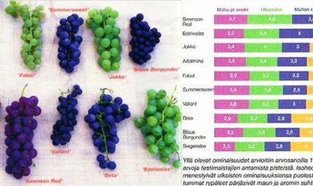 Италия - основные характеристики сорта винограда