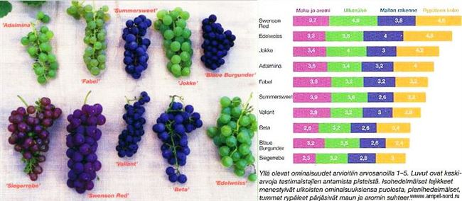 Италия - основные характеристики сорта винограда
