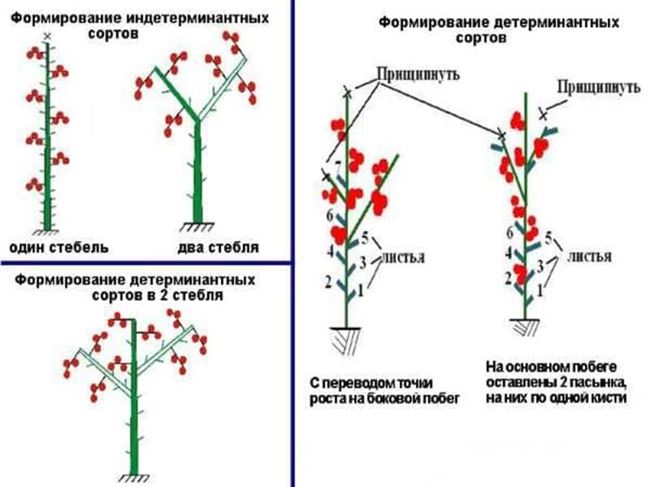 Формирование куста и пасынкование 