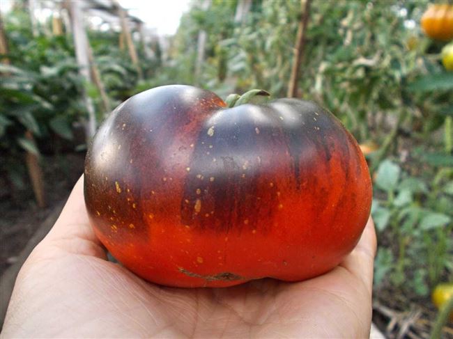 Кисло-сладкий, раннеспелый сорт томата «Русский вкусный»: достоинства и недостатки помидора