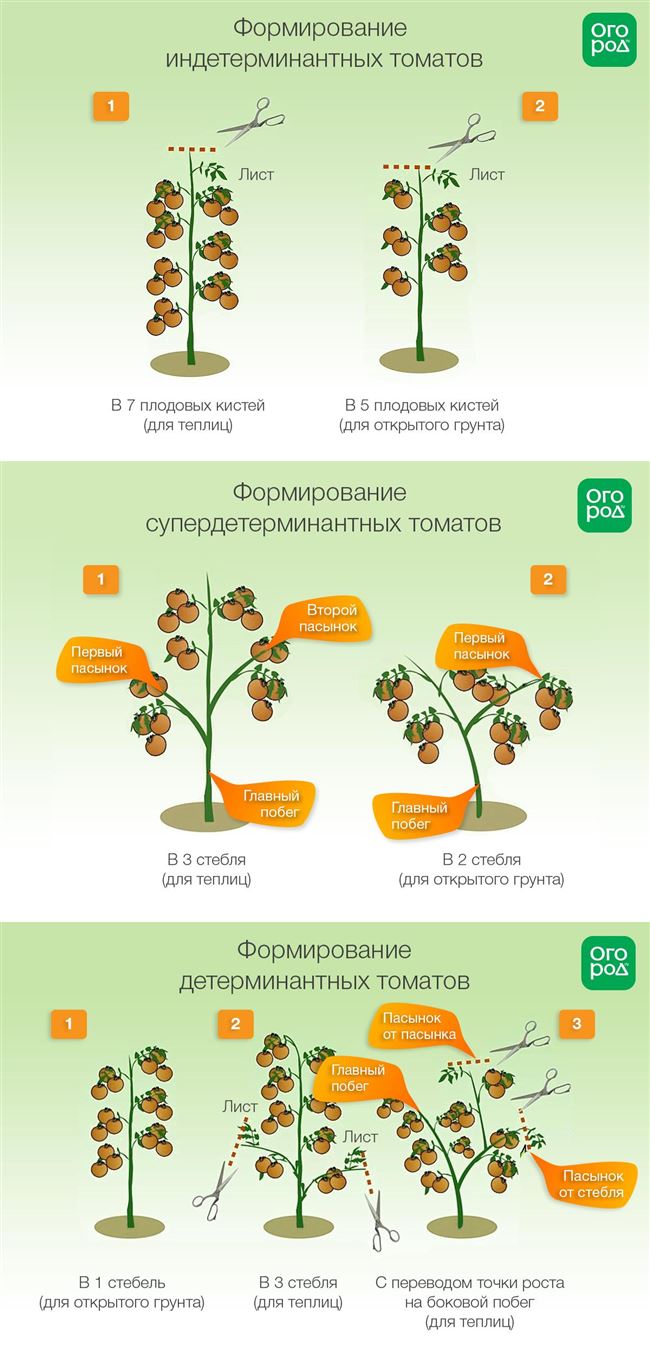 Уход и выращивание в открытом грунте