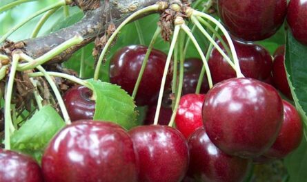 Подробное описание вишни сорта Быстринка