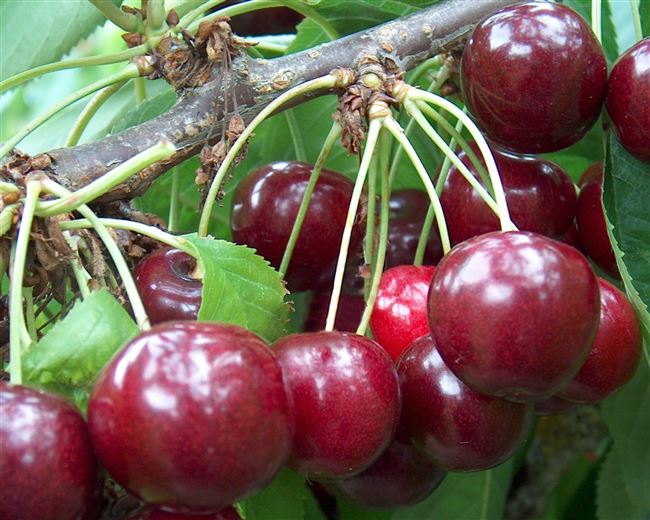 Подробное описание вишни сорта Быстринка