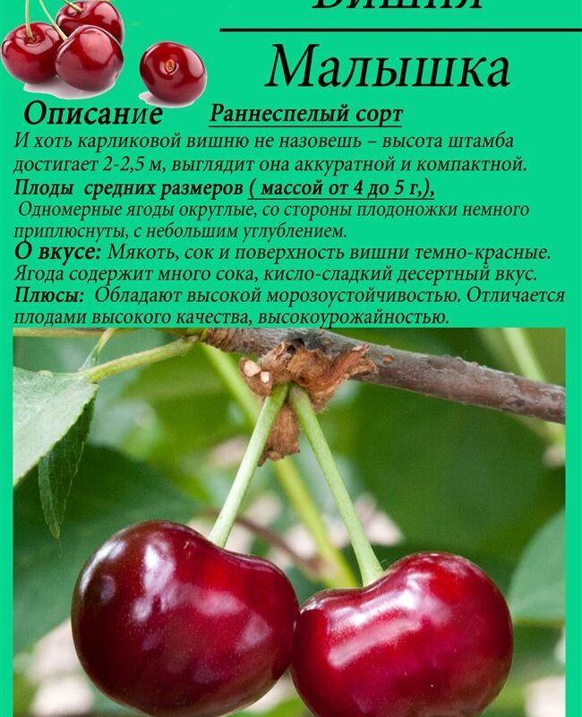 Описание и характеристики сорта вишни Вита и его плодоношения, правила выращивания и уход