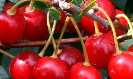 16 лучших сортов вишни войлочной: ранние, средние, поздние