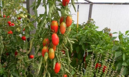 Отличный сорт томата для выращивания в теплицах — «Сосулька розовая»