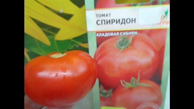 Томат Спиридон: описание и характеристики, особенности посадки и выращивания, болезни и вредители, достоинства и недостатки