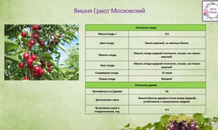 Сорт вишни Гриот московский
