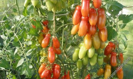 Сортовые особенности томата Фляшен