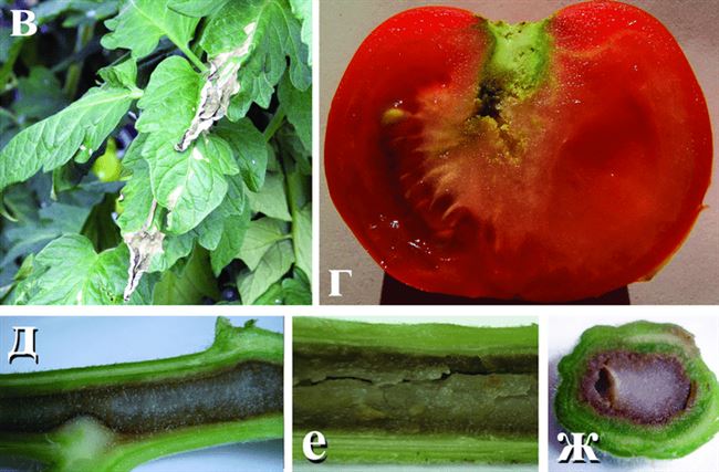 Некроз сердцевины томатов