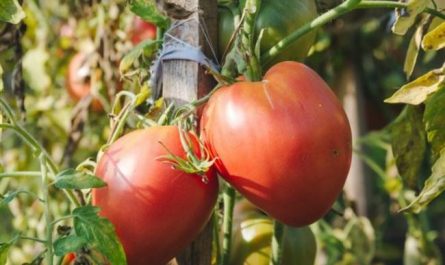 Оригинальный и высокоурожайный томат «Царь Колокол» — описание сорта, фото