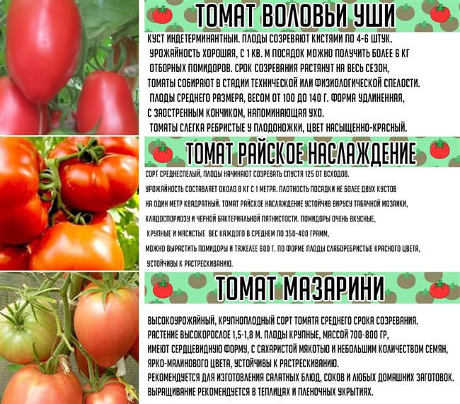 Описание и характеристика сорта